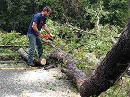 Best Tree Disease Treatment  in Vla Grove, IL