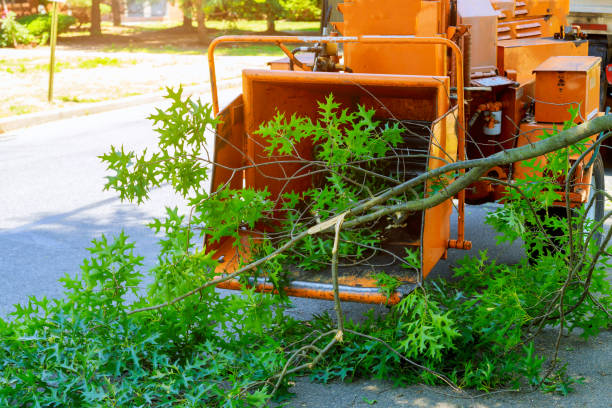 Best Lawn Renovation and Restoration  in Vla Grove, IL
