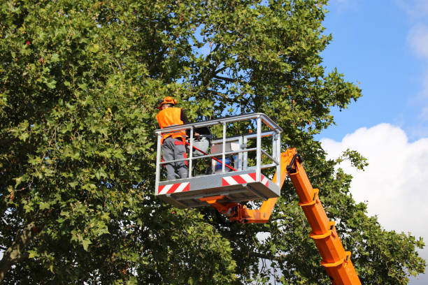 How Our Tree Care Process Works  in  Villa Grove, IL