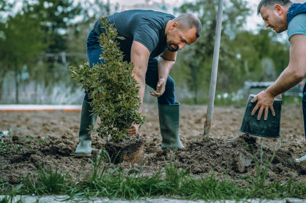 Best Tree Cabling and Bracing  in Vla Grove, IL