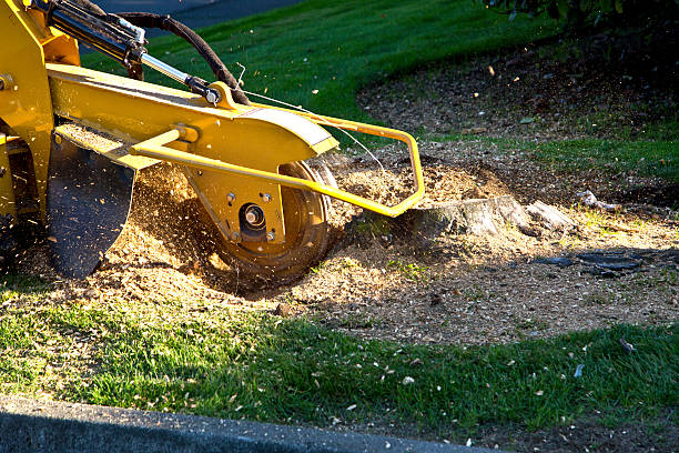Best Tree Maintenance Programs  in Vla Grove, IL