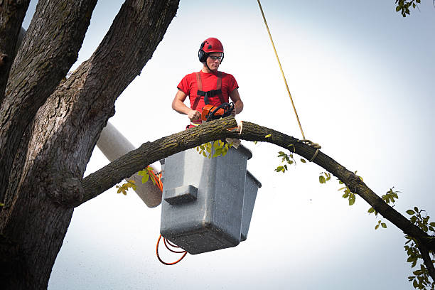 Professional Tree Services in Villa Grove, IL